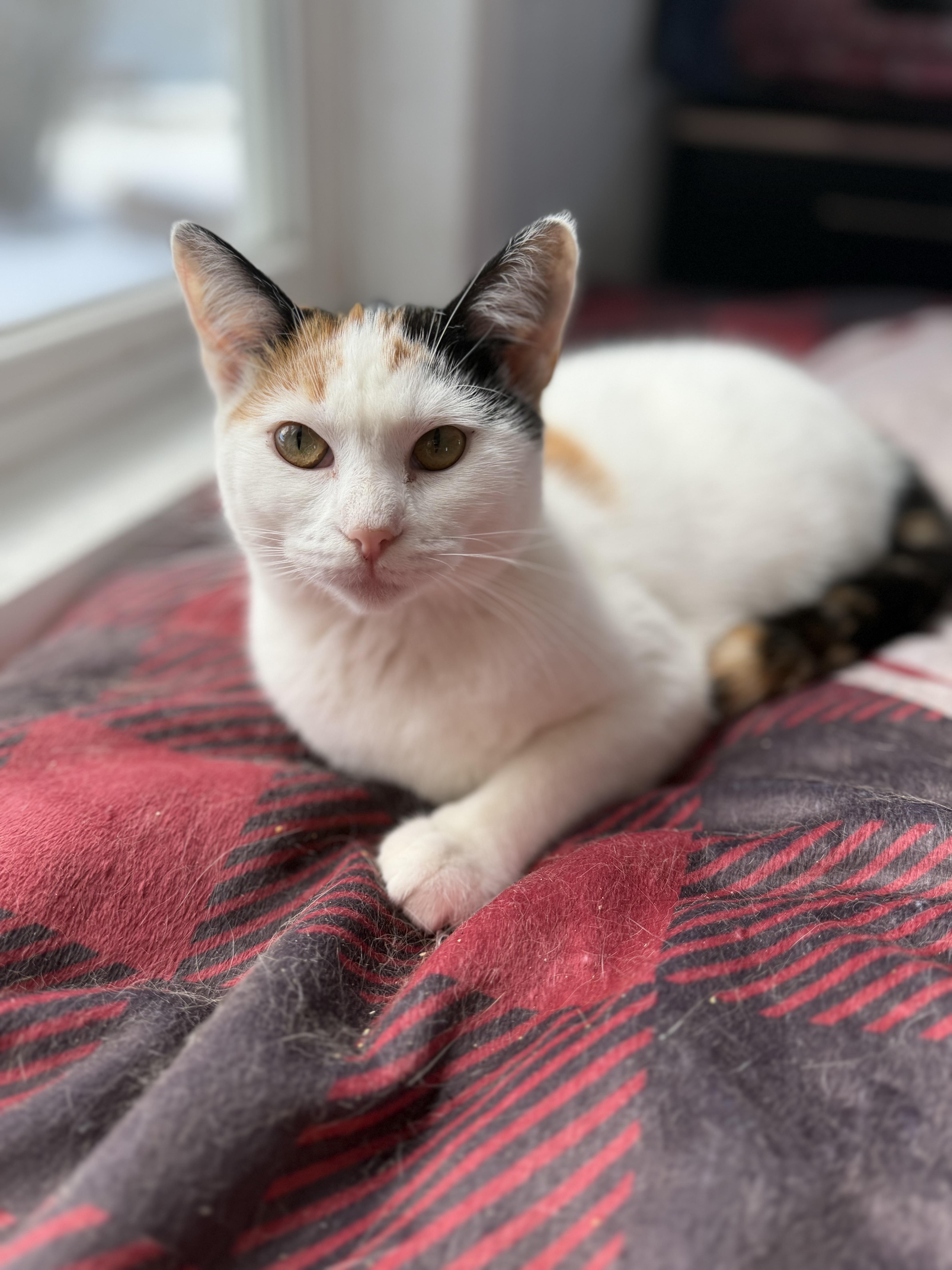 Quinn, a ADOPTABLE Calico in Newton, IL image 3/5