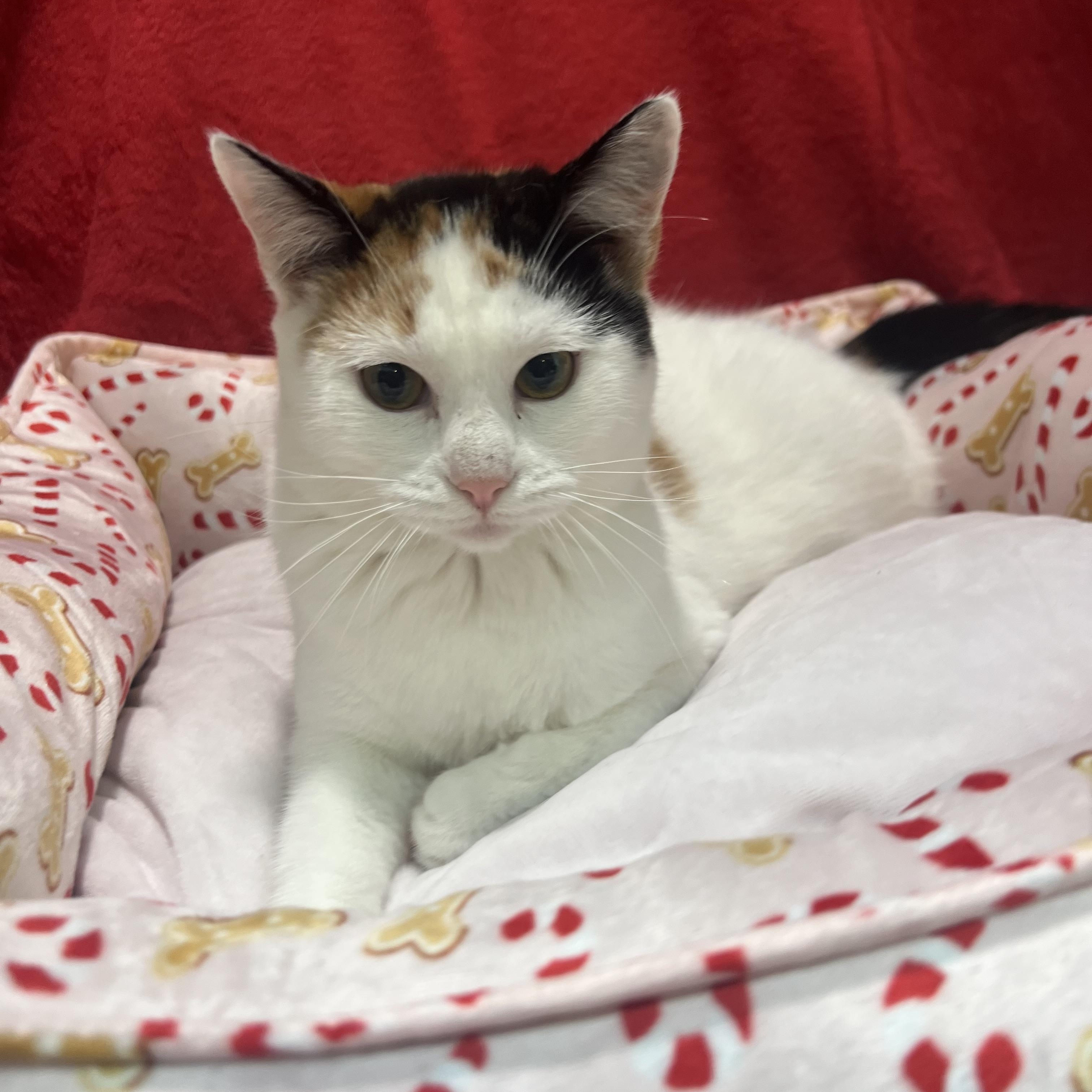 Quinn, a ADOPTABLE Calico in Newton, IL image 4/5