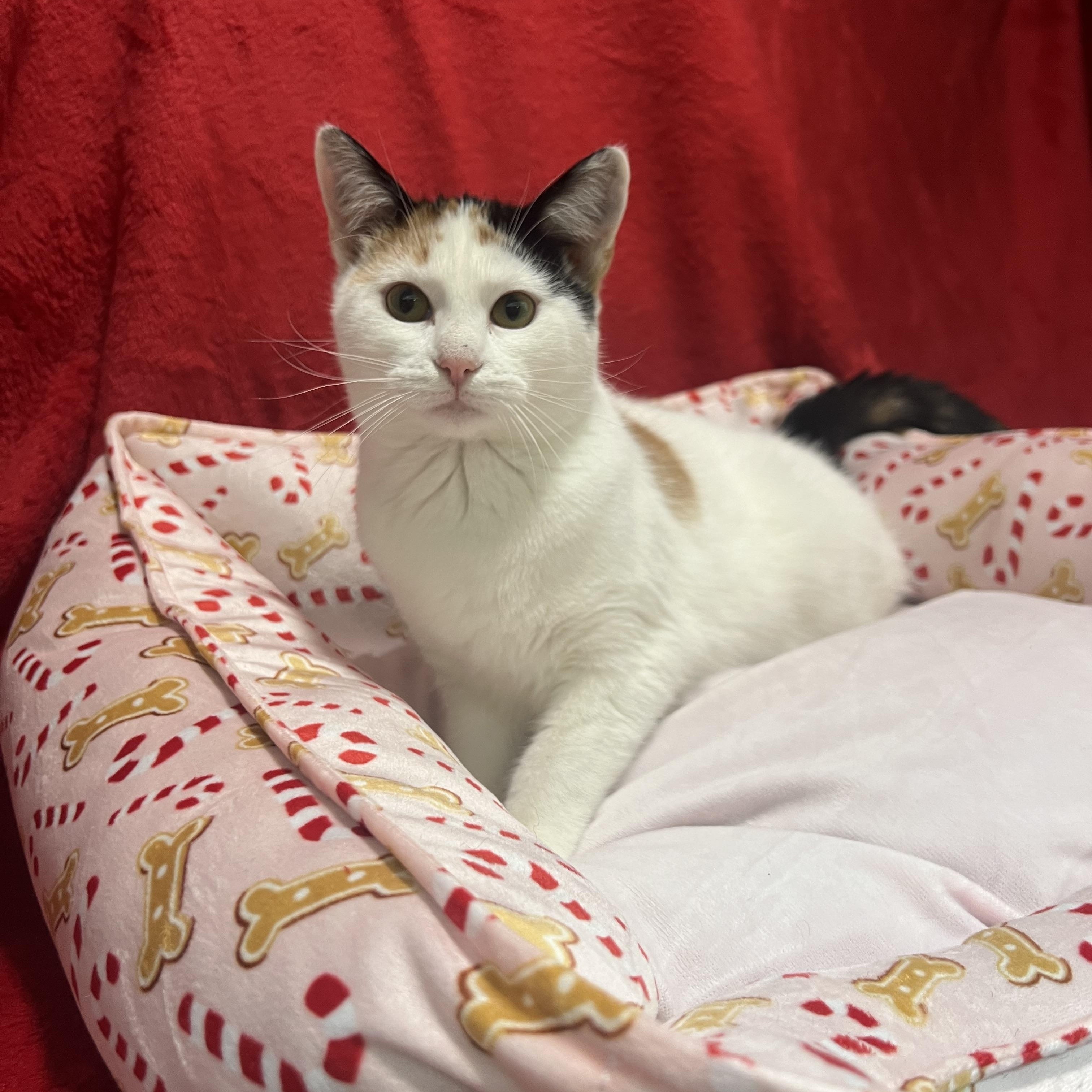 Quinn, a ADOPTABLE Calico in Newton, IL image 5/5