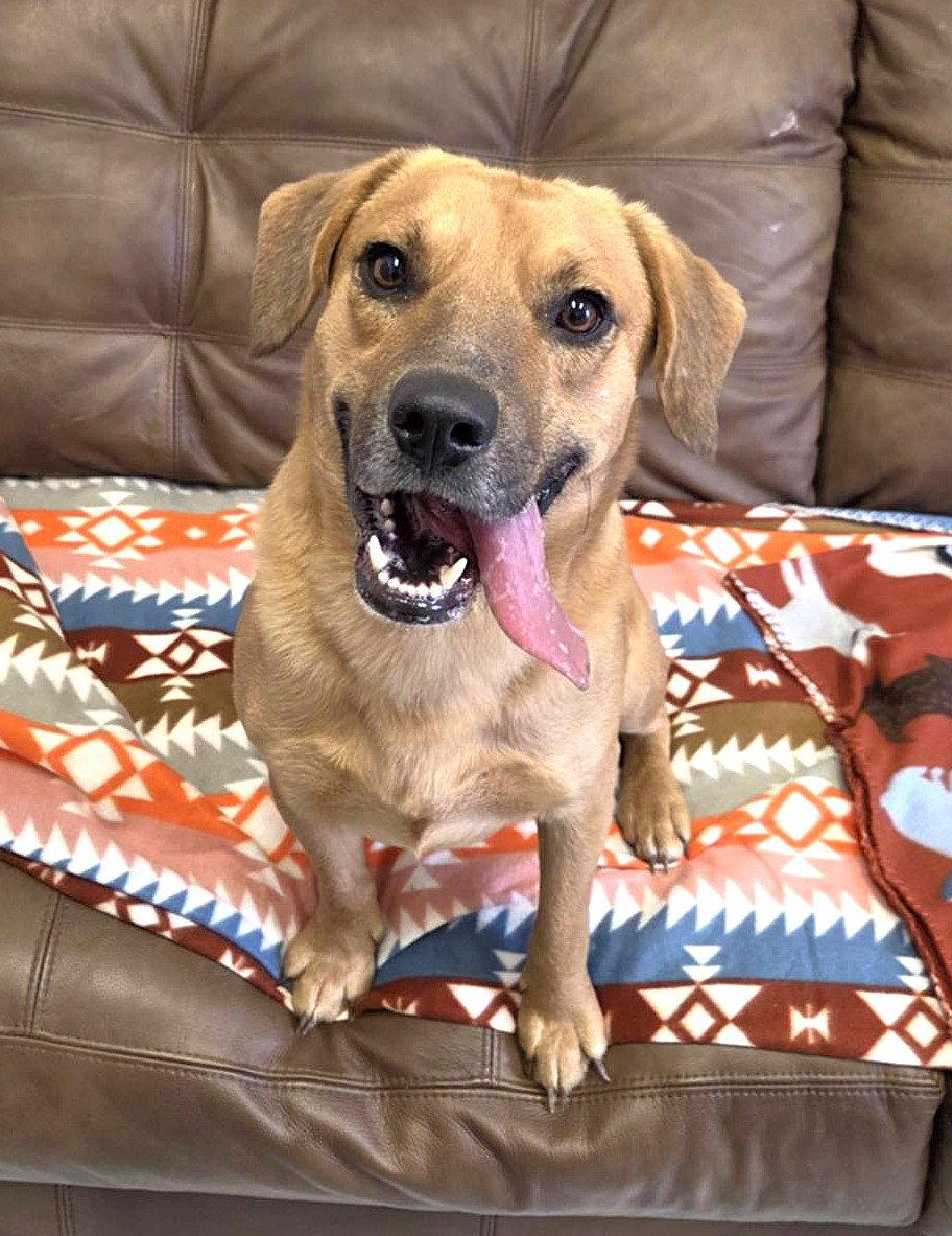 Dasher, a Adoptable mixed breed in Mount Gilead, OH image 1/2