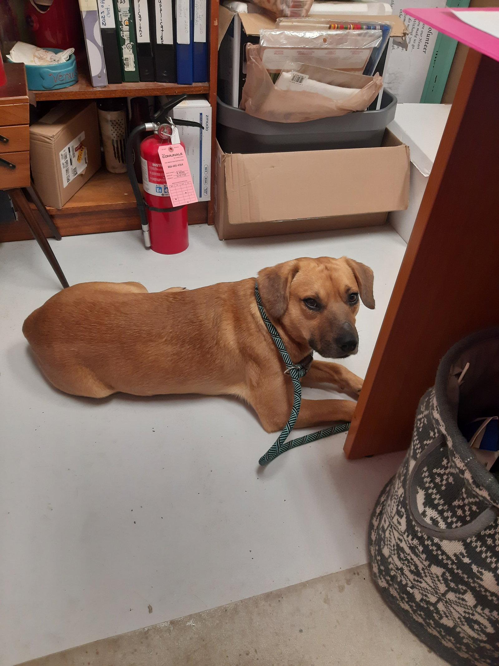 Dasher, a Adoptable mixed breed in Mount Gilead, OH image 2/2