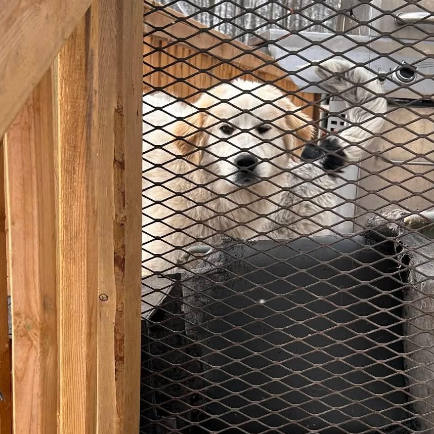 Enlarge Blanca, a ADOPTABLE mixed breed in Edmonton, AB image 2/4