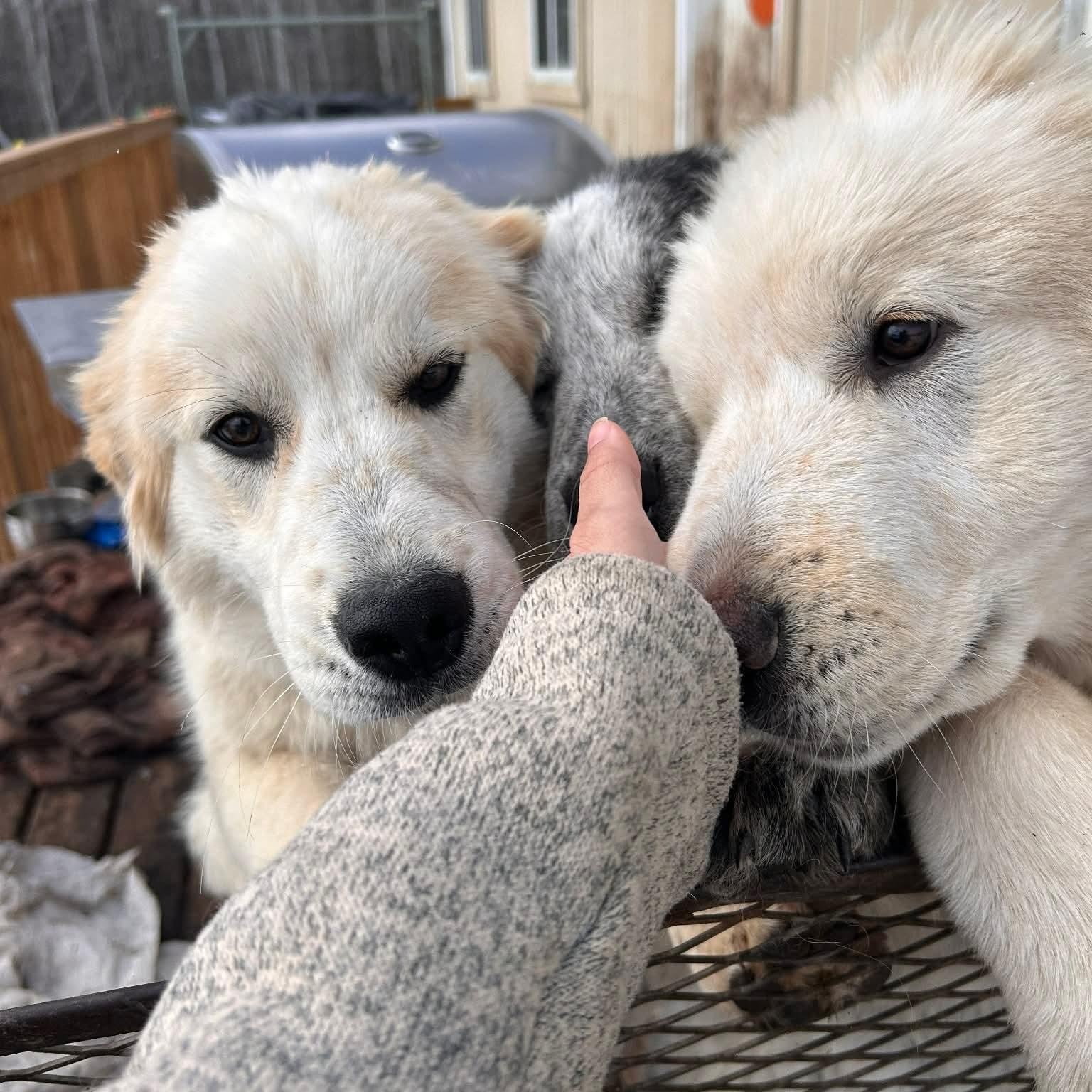 Enlarge Blanca, a ADOPTABLE mixed breed in Edmonton, AB image 4/4