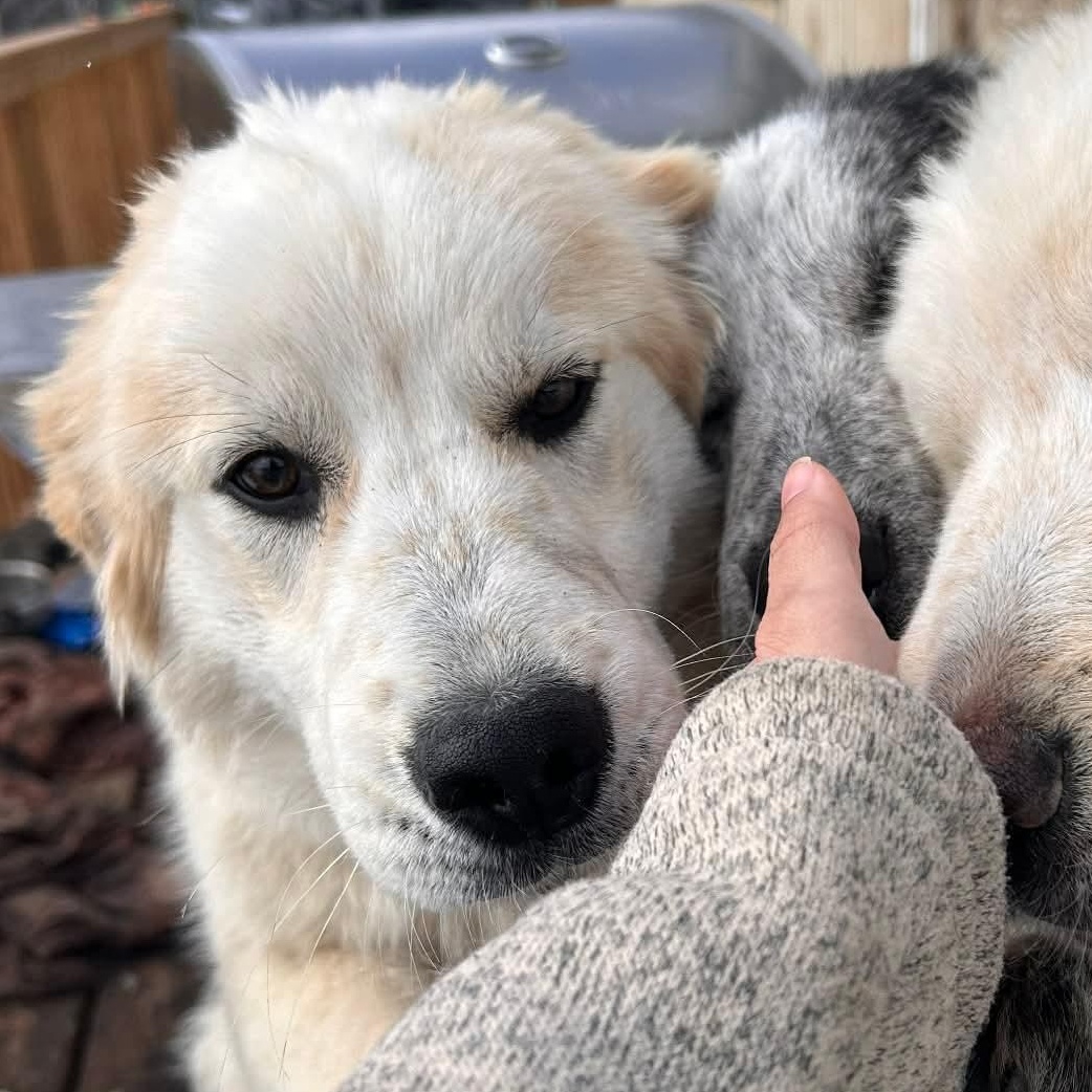 Blanca, ADOPTABLE, Puppy Female Great Pyrenees.