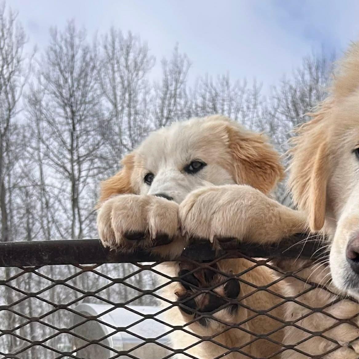 Enlarge Blanca, a ADOPTABLE mixed breed in Edmonton, AB image 3/4