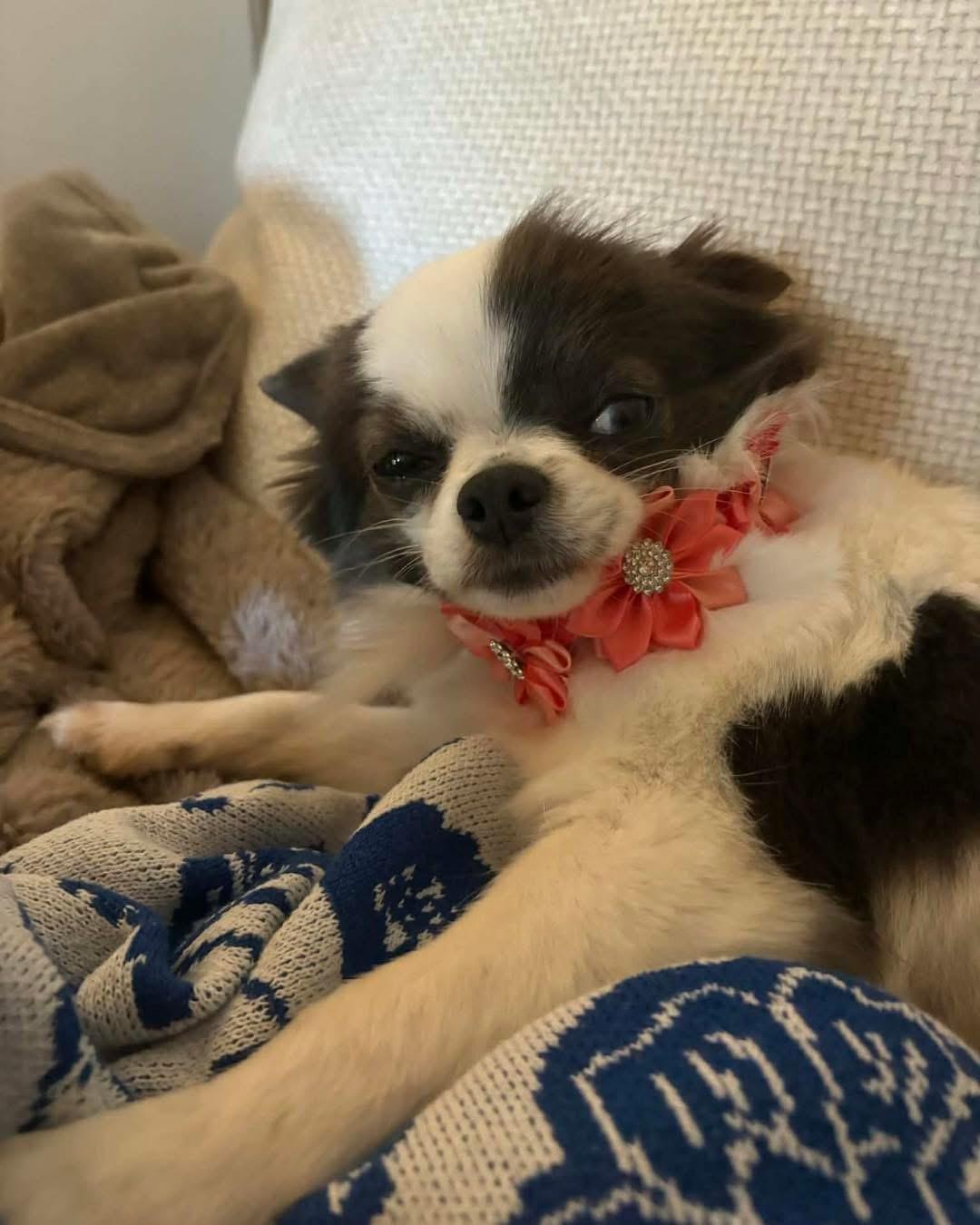 Bindi, Adoptable, Adult Female Chihuahua.