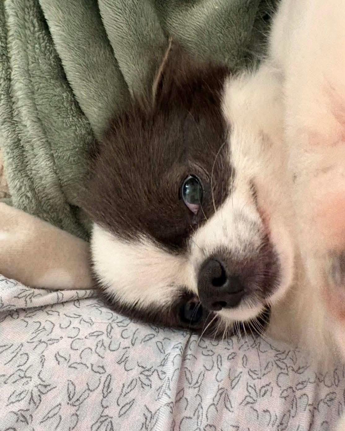 Enlarge Bindi, a Adoptable Chihuahua in Richmond, KY image 2/4