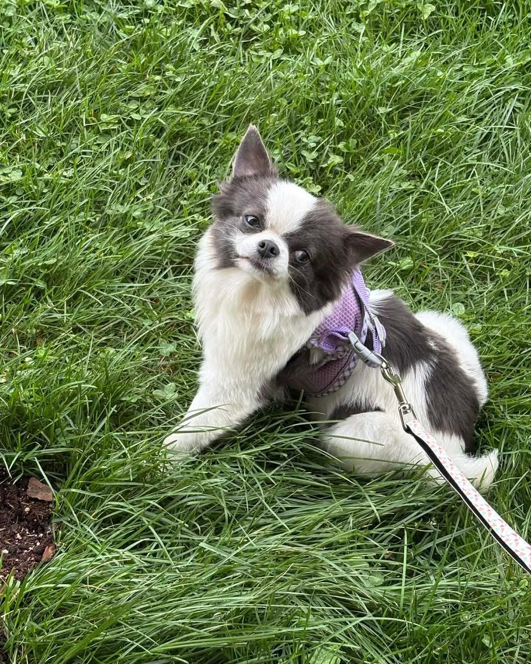 Enlarge Bindi, a Adoptable Chihuahua in Richmond, KY image 3/4