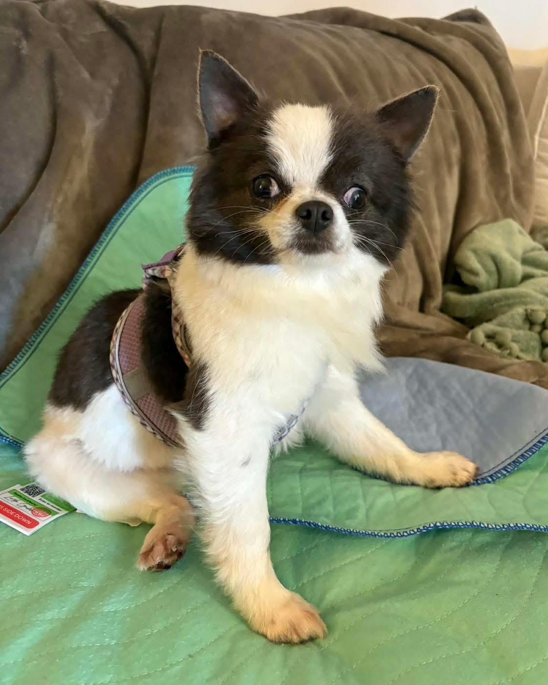 Enlarge Bindi, a Adoptable Chihuahua in Richmond, KY image 4/4