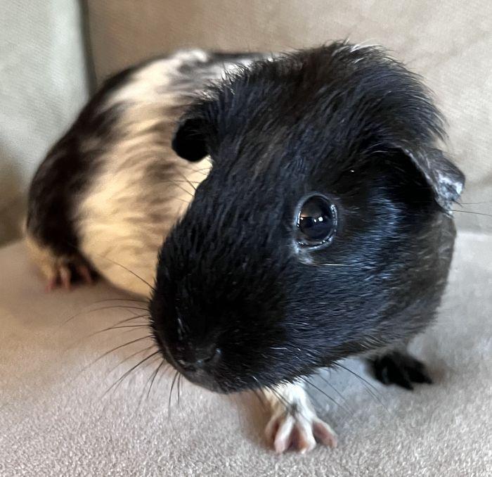 Sashay, Adult Female Short-Haired