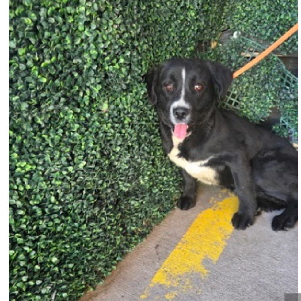 Ash, Adoptable, Young Female Mixed Breed.