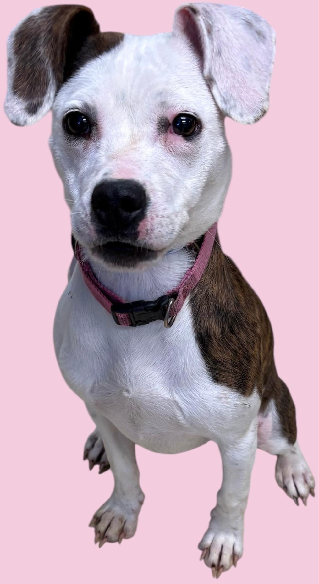 Elfie, adopted, Young Female Terrier.