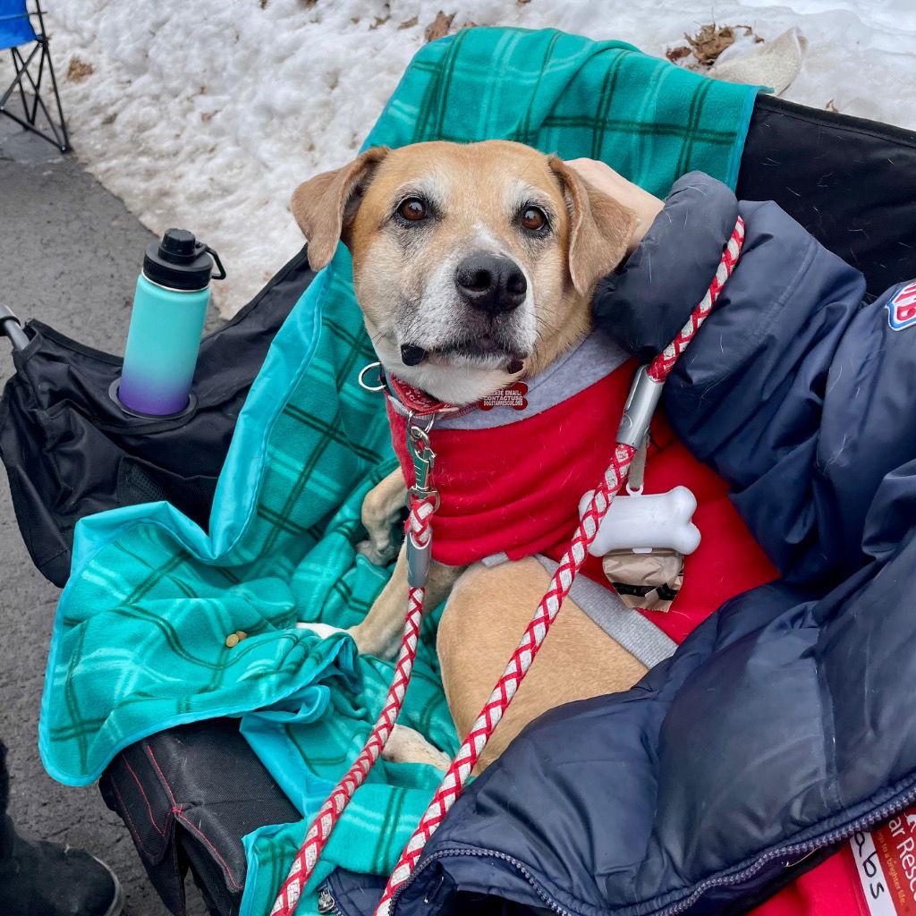 Bella2, a Adoptable mixed breed in Bloomfield, CT image 2/3