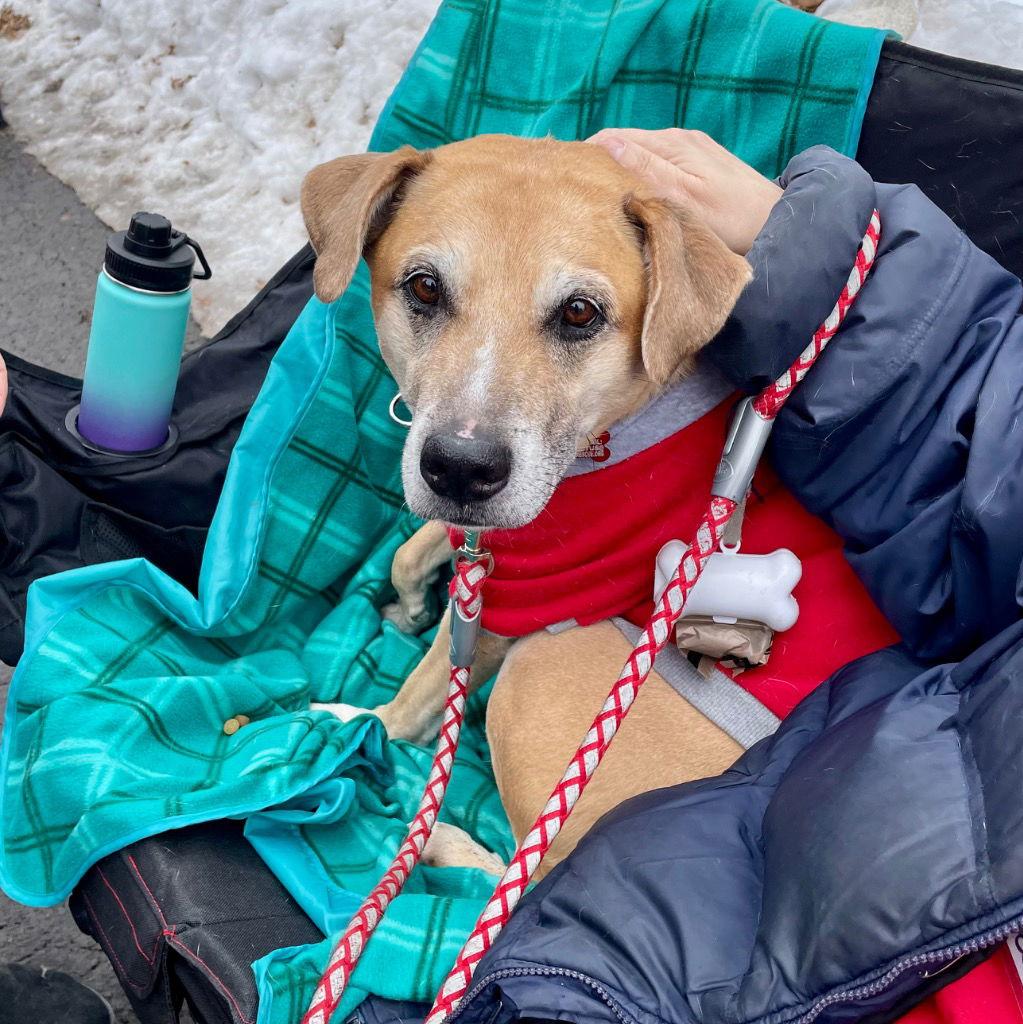 Bella2, a Adoptable mixed breed in Bloomfield, CT image 3/3