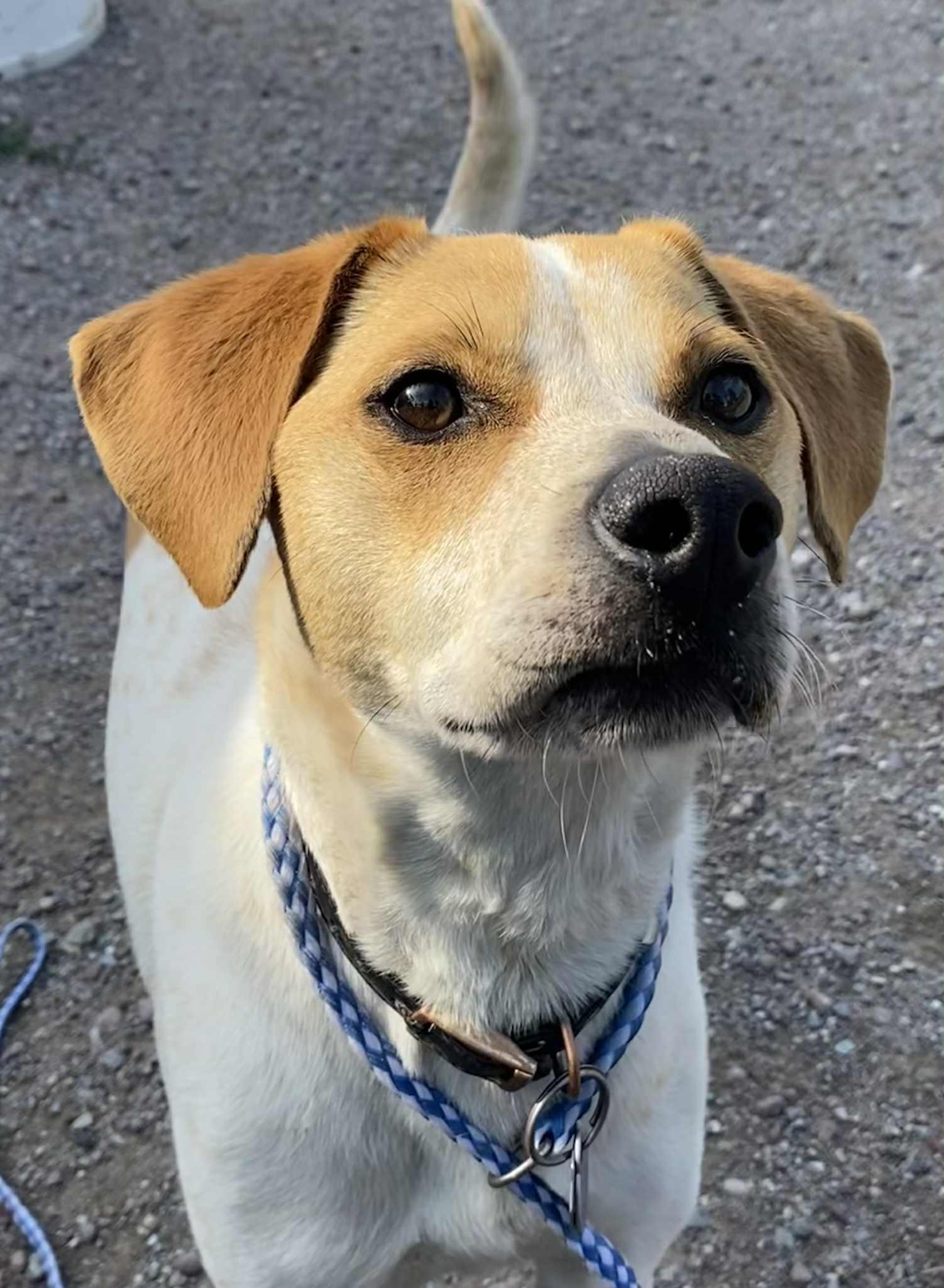 Rusty, an adoptable Jack Russell Terrier in Polson, MT, 59860 | Photo Image 1