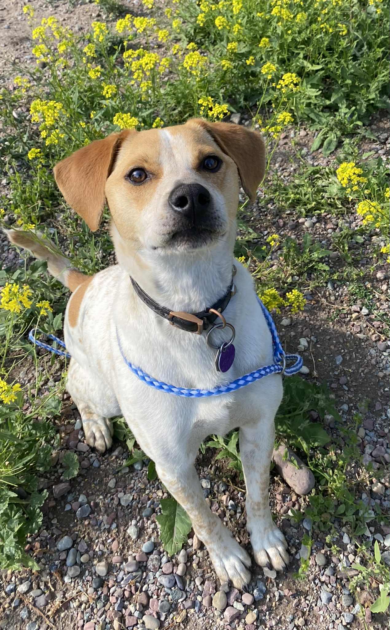 Rusty, an adoptable Jack Russell Terrier in Polson, MT, 59860 | Photo Image 3