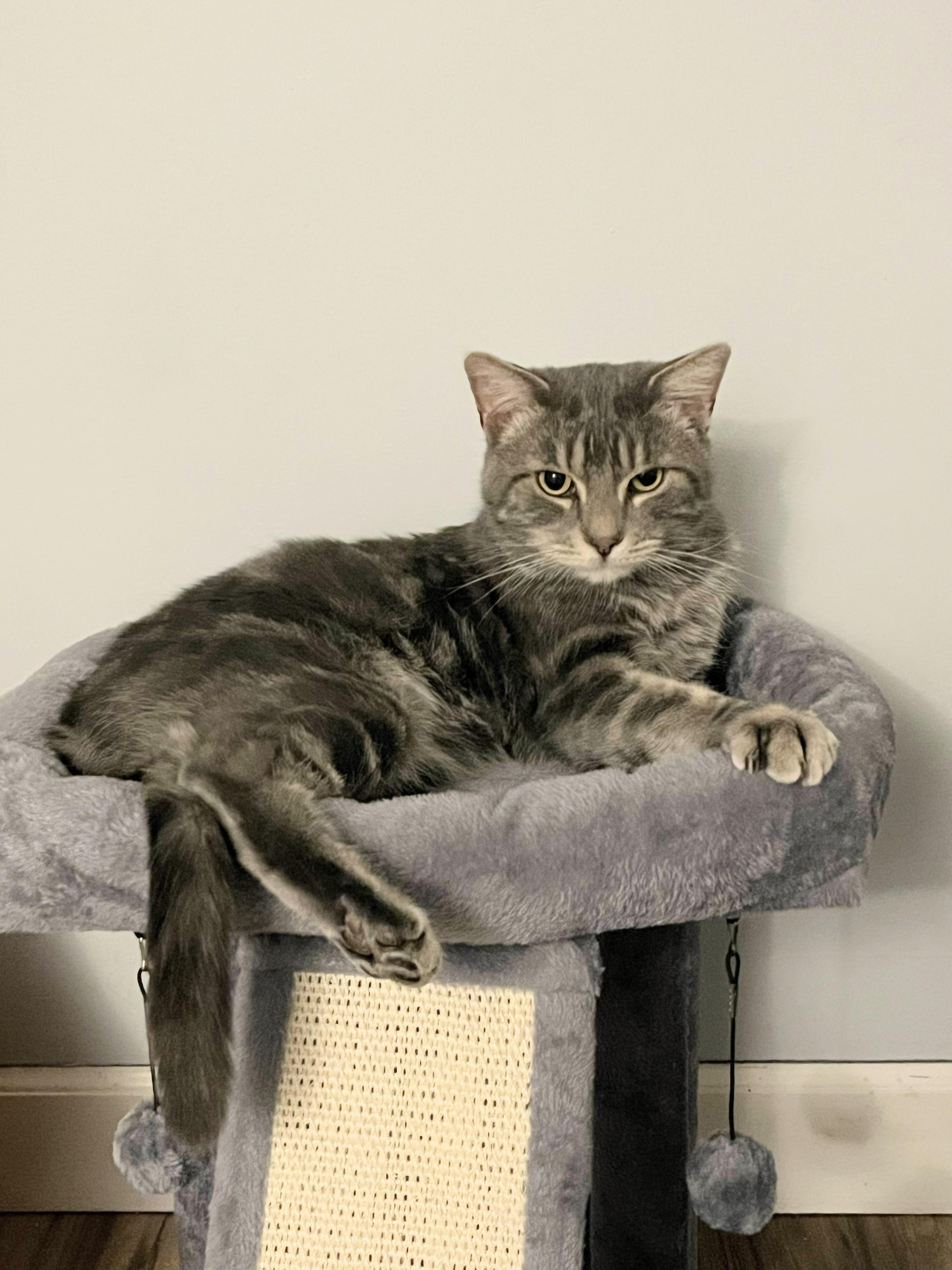 Potatoe, Adoptable, Young Male Domestic Short Hair.