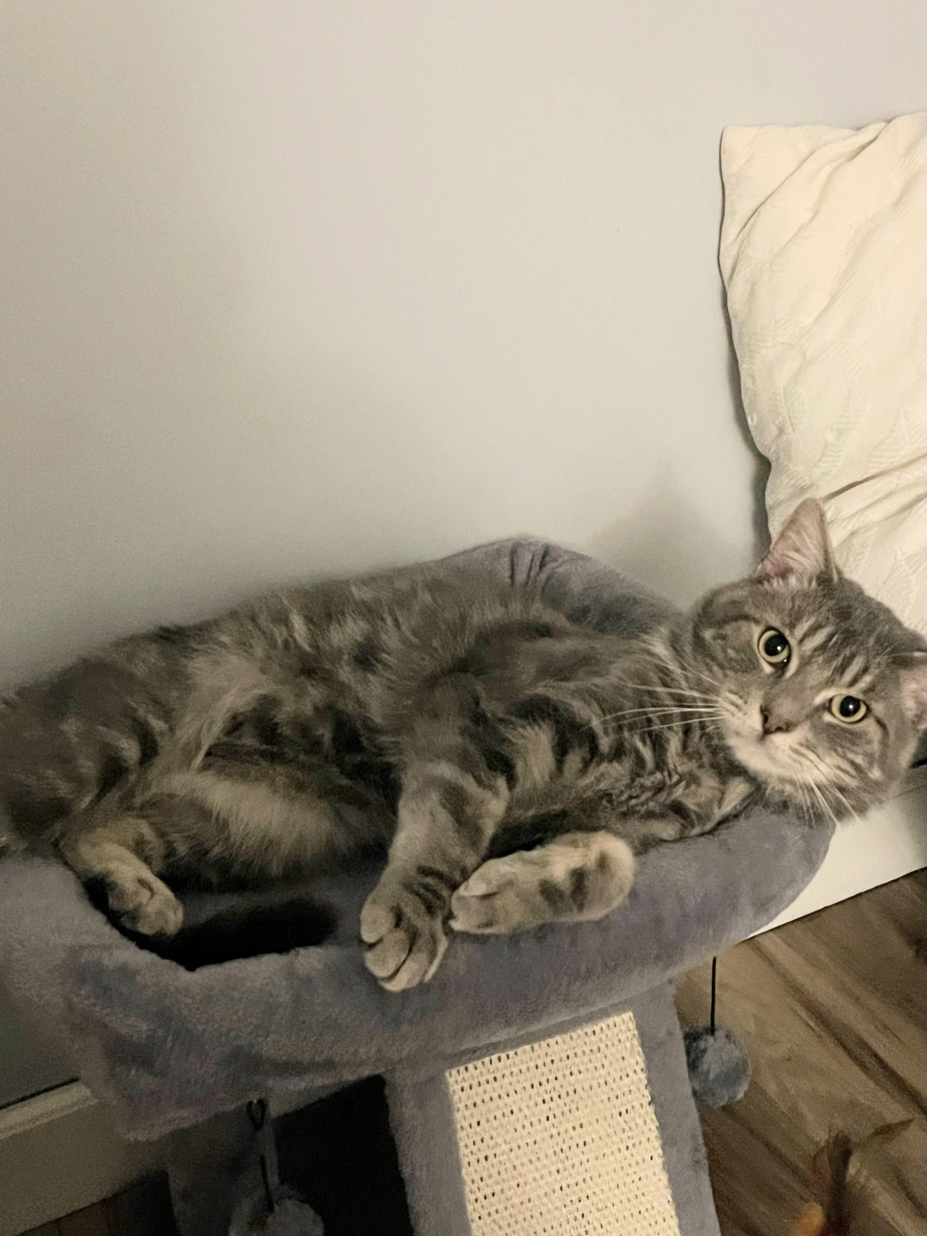 Potatoe, a Adoptable Domestic Short Hair in Enfield, CT image 2/5