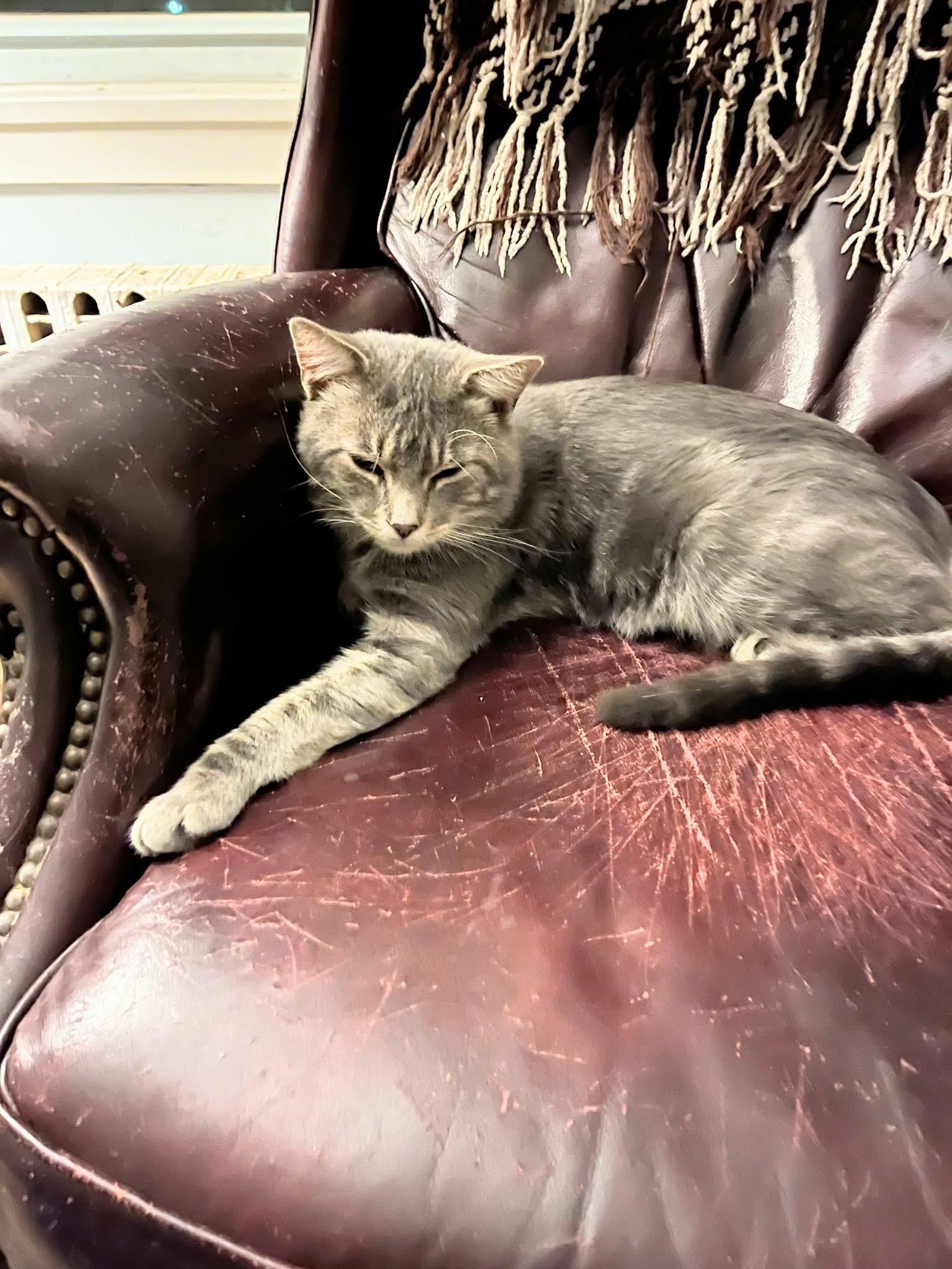 Potatoe, a Adoptable Domestic Short Hair in Enfield, CT image 3/5