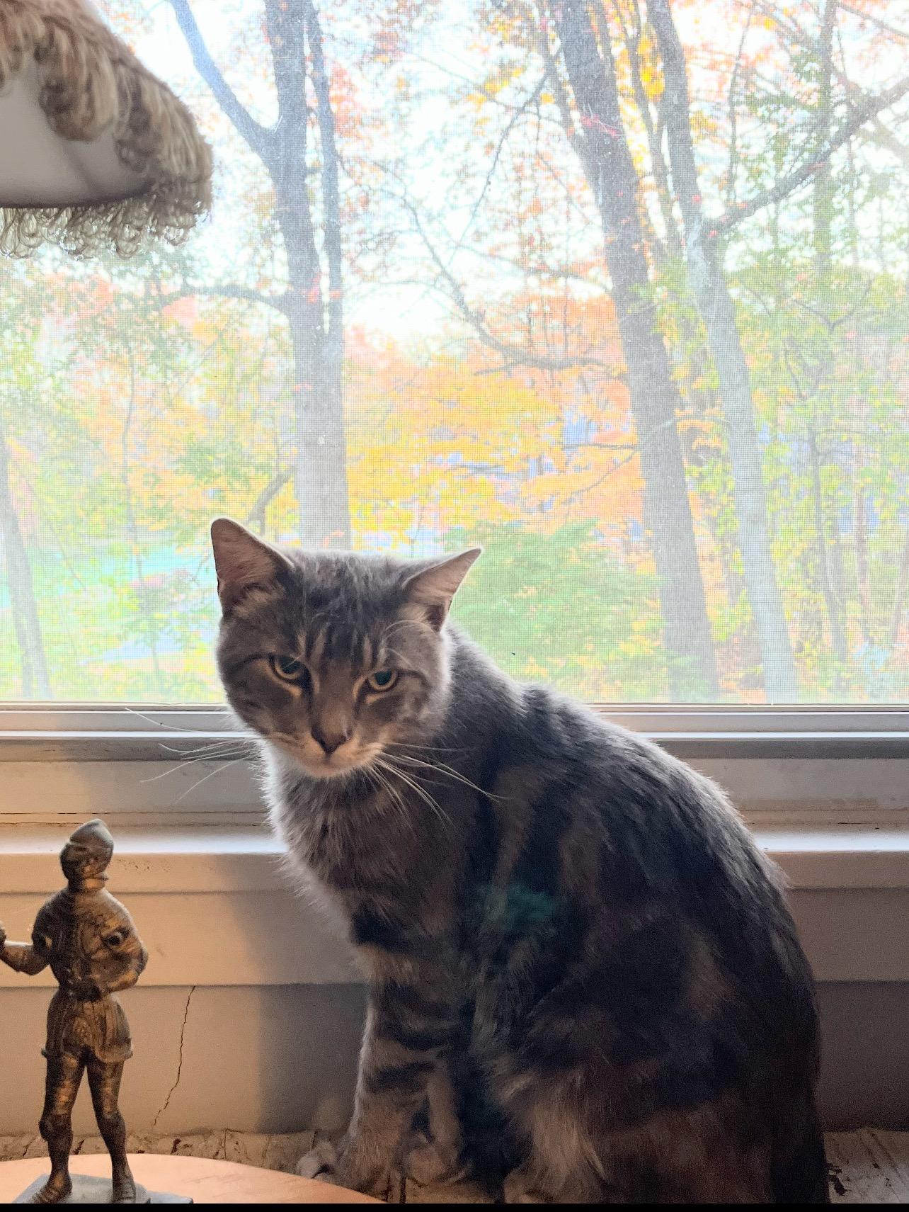 Potatoe, a Adoptable Domestic Short Hair in Enfield, CT image 4/5