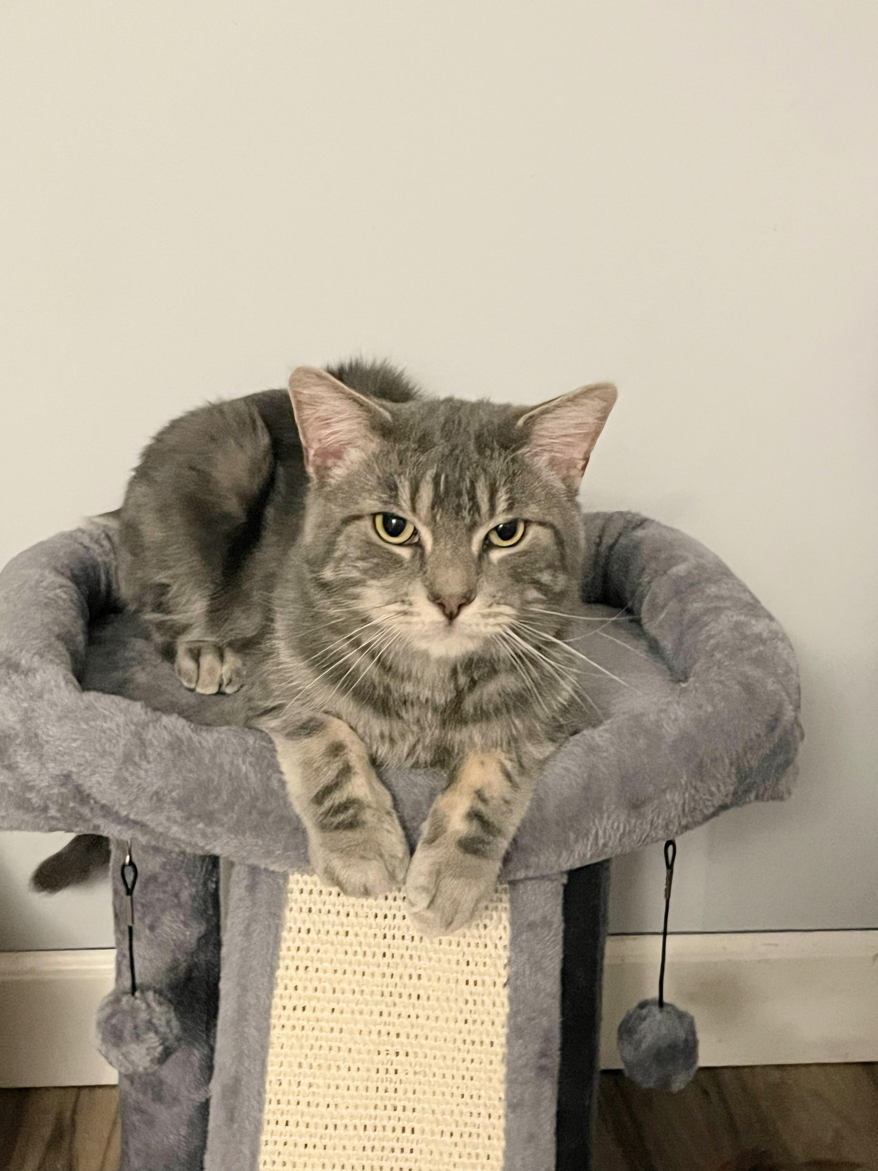 Potatoe, a Adoptable Domestic Short Hair in Enfield, CT image 5/5