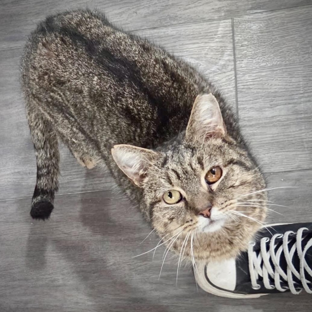 Terry, ADOPTABLE, Senior Male Tabby.