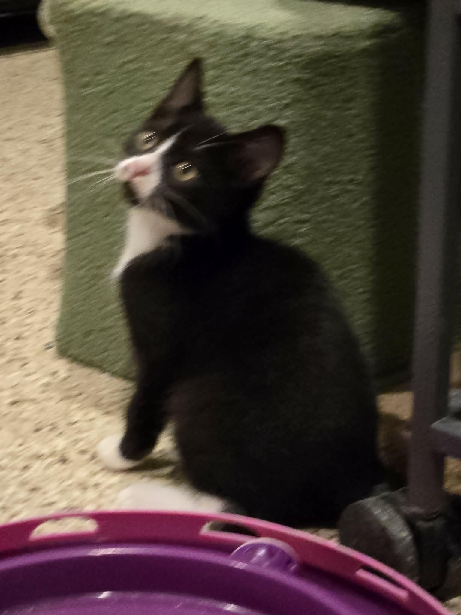 Enlarge Jelly Bean, a Adoptable Domestic Short Hair in Freeport, IL image 1/1