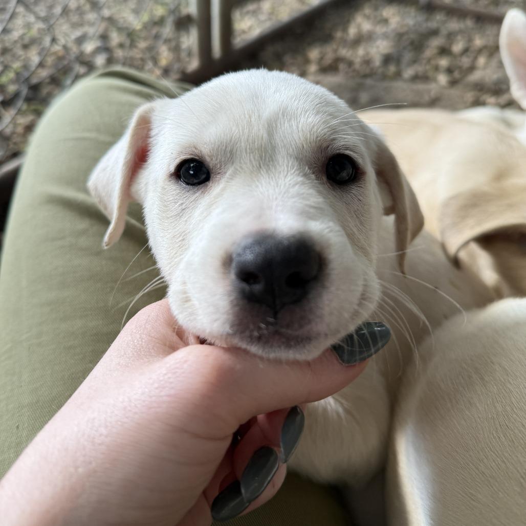Sprite, Adoptable, Puppy Female American Staffordshire Terrier & Husky.