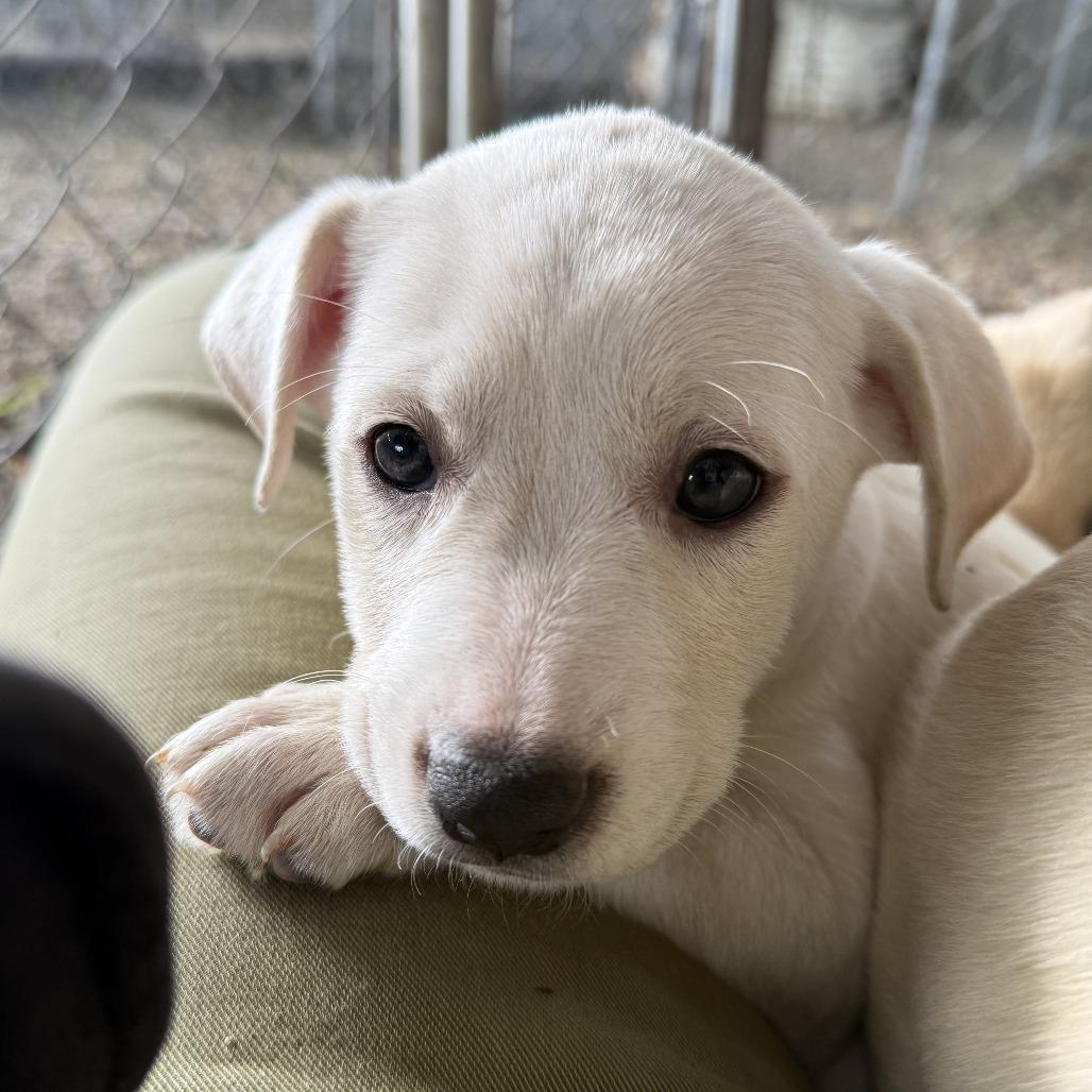 Sprite, a Adoptable mixed breed in Madison, WI image 3/3