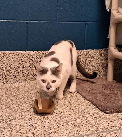 Tito, Adoptable, Adult Male Domestic Short Hair & Domestic Short Hair.