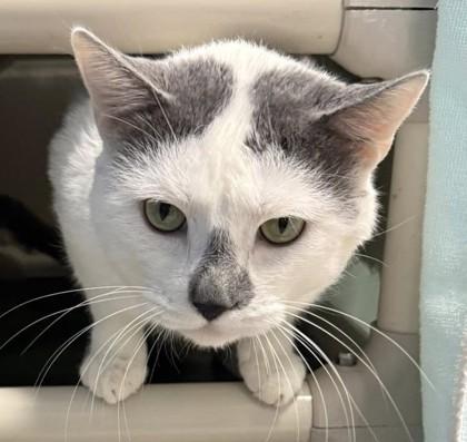 Tito, a Adoptable mixed breed in Fairfax, VA image 2/3