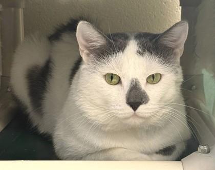 Tito, a Adoptable mixed breed in Fairfax, VA image 3/3