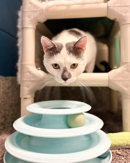 Enlarge Tito, a Adoptable mixed breed in Fairfax, VA image 1/3