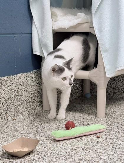 Enlarge Tito, a Adoptable mixed breed in Fairfax, VA image 2/3