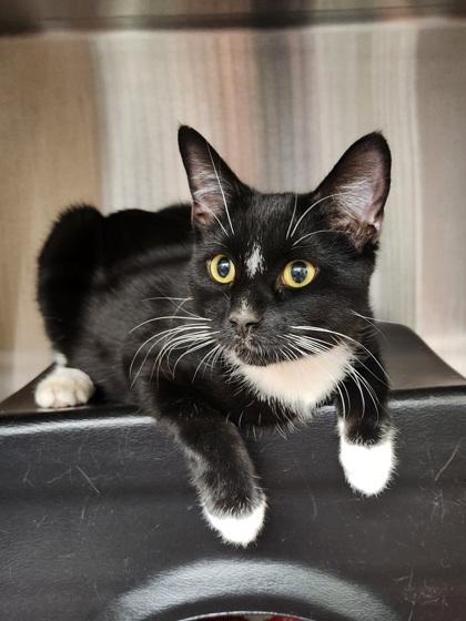 Enlarge Dip Dip, a Adoptable mixed breed in Shawano, WI image 1/2