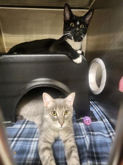 Enlarge Dip Dip, a Adoptable mixed breed in Shawano, WI image 2/3