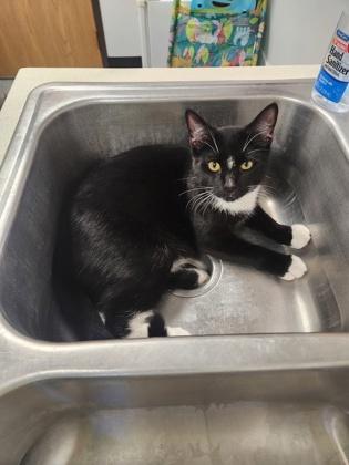 Enlarge Dip Dip, a Adoptable mixed breed in Shawano, WI image 3/3