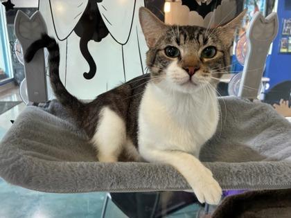 Enlarge Jack, a Adoptable mixed breed in New Orleans, LA image 3/3
