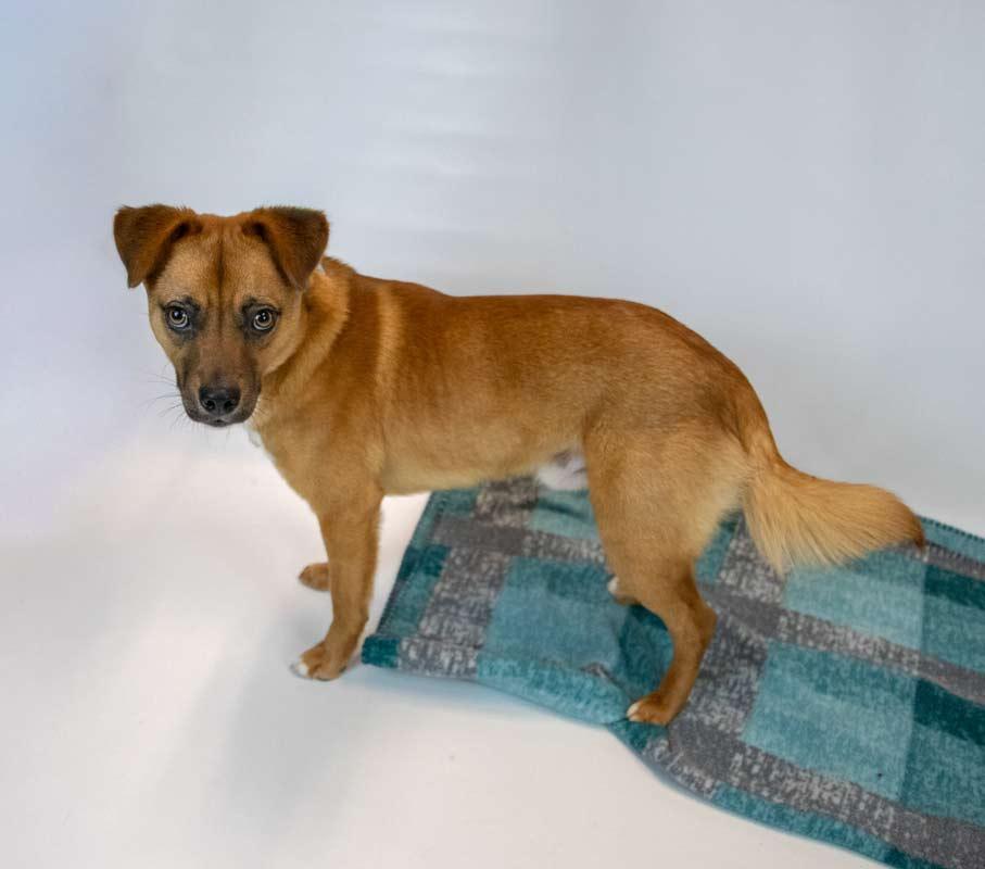 Weston, a ADOPTABLE mixed breed in Kennesaw, GA image 4/6