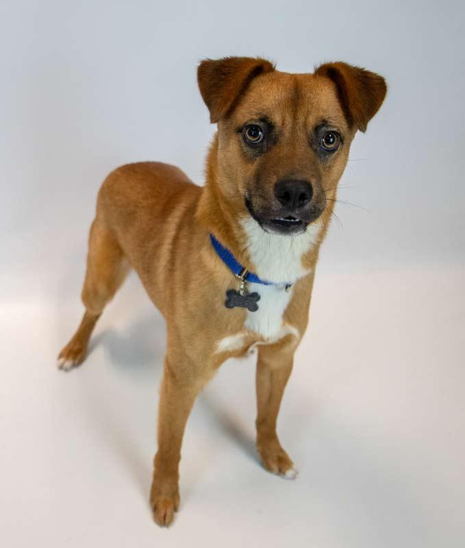 Weston, a ADOPTABLE mixed breed in Kennesaw, GA image 3/6