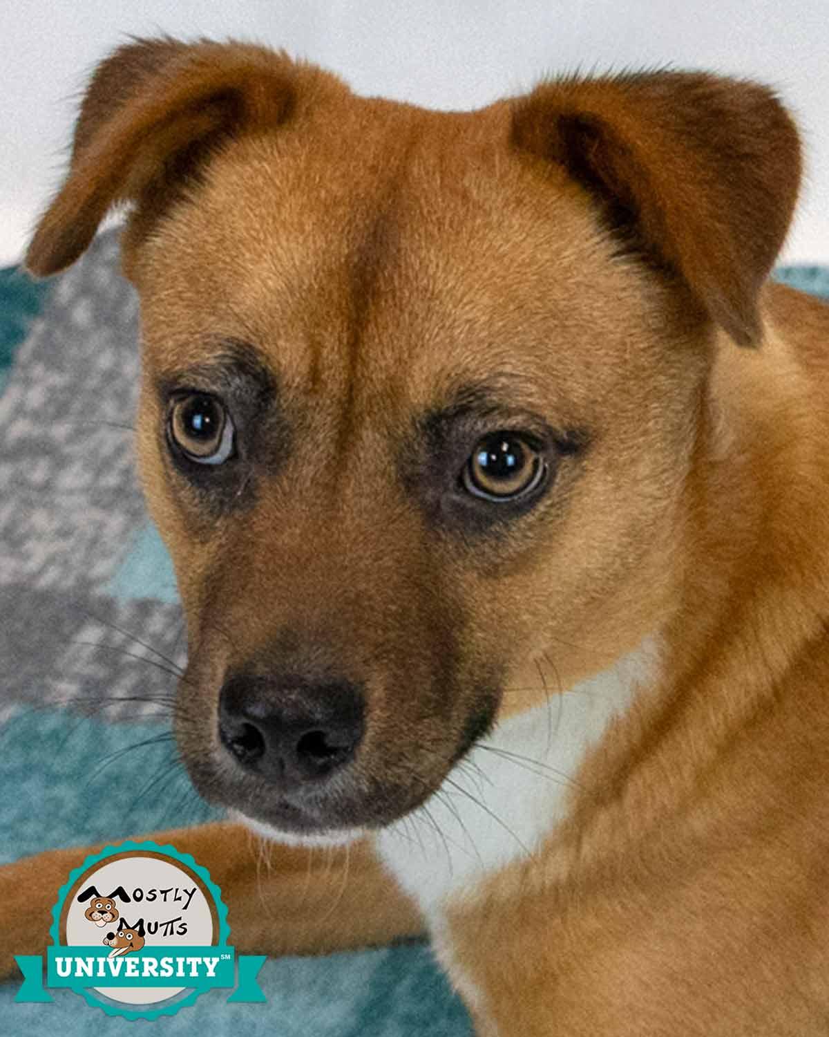 Weston, ADOPTABLE, Young Male Terrier.