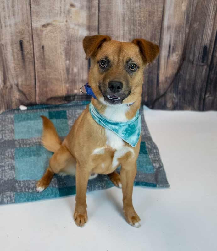 Weston, a ADOPTABLE mixed breed in Kennesaw, GA image 5/6