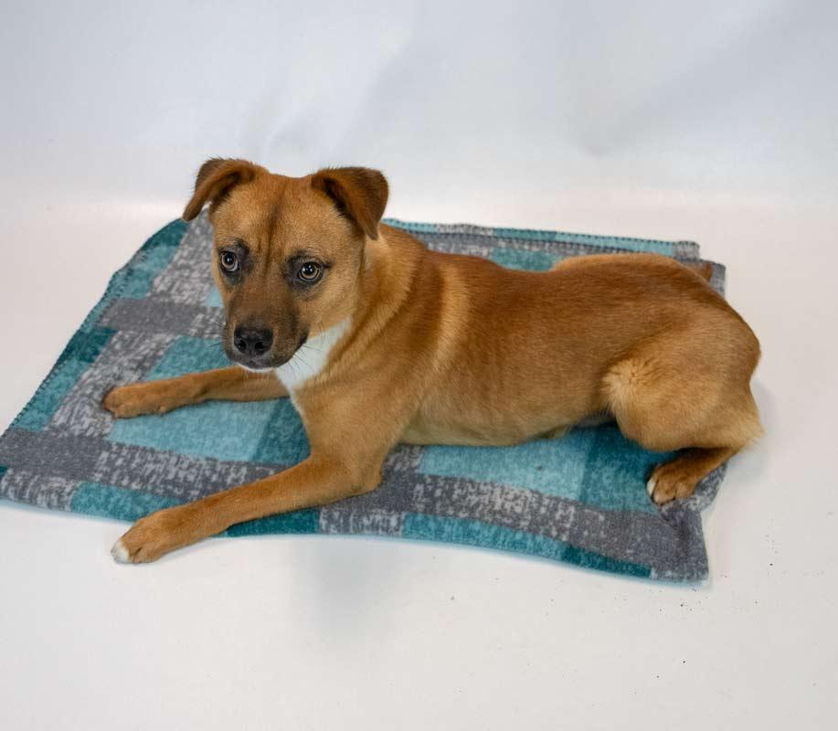 Weston, a ADOPTABLE mixed breed in Kennesaw, GA image 2/6
