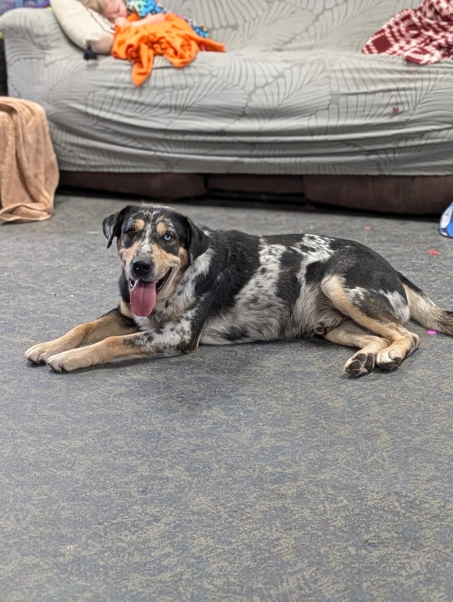 Enlarge Wink, a ADOPTABLE Catahoula Leopard Dog in Blytheville, AR image 2/3