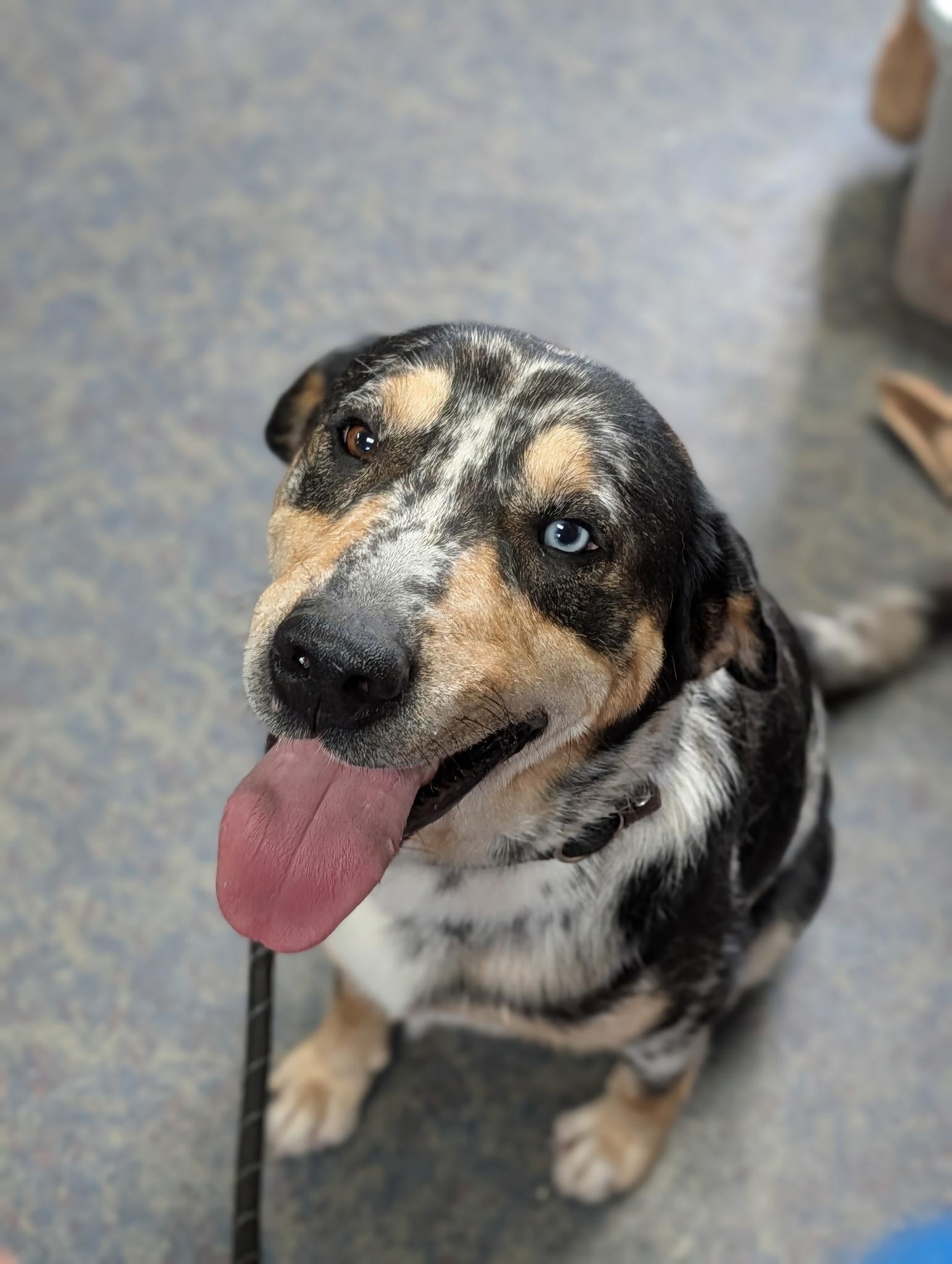 Enlarge Wink, a ADOPTABLE Catahoula Leopard Dog in Blytheville, AR image 3/3