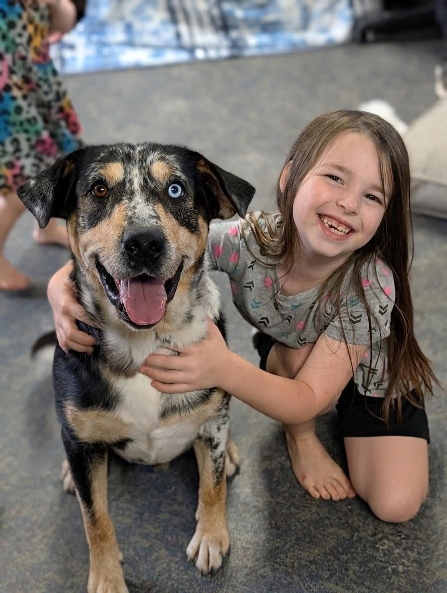 Wink, ADOPTABLE, Adult Male Catahoula Leopard Dog.