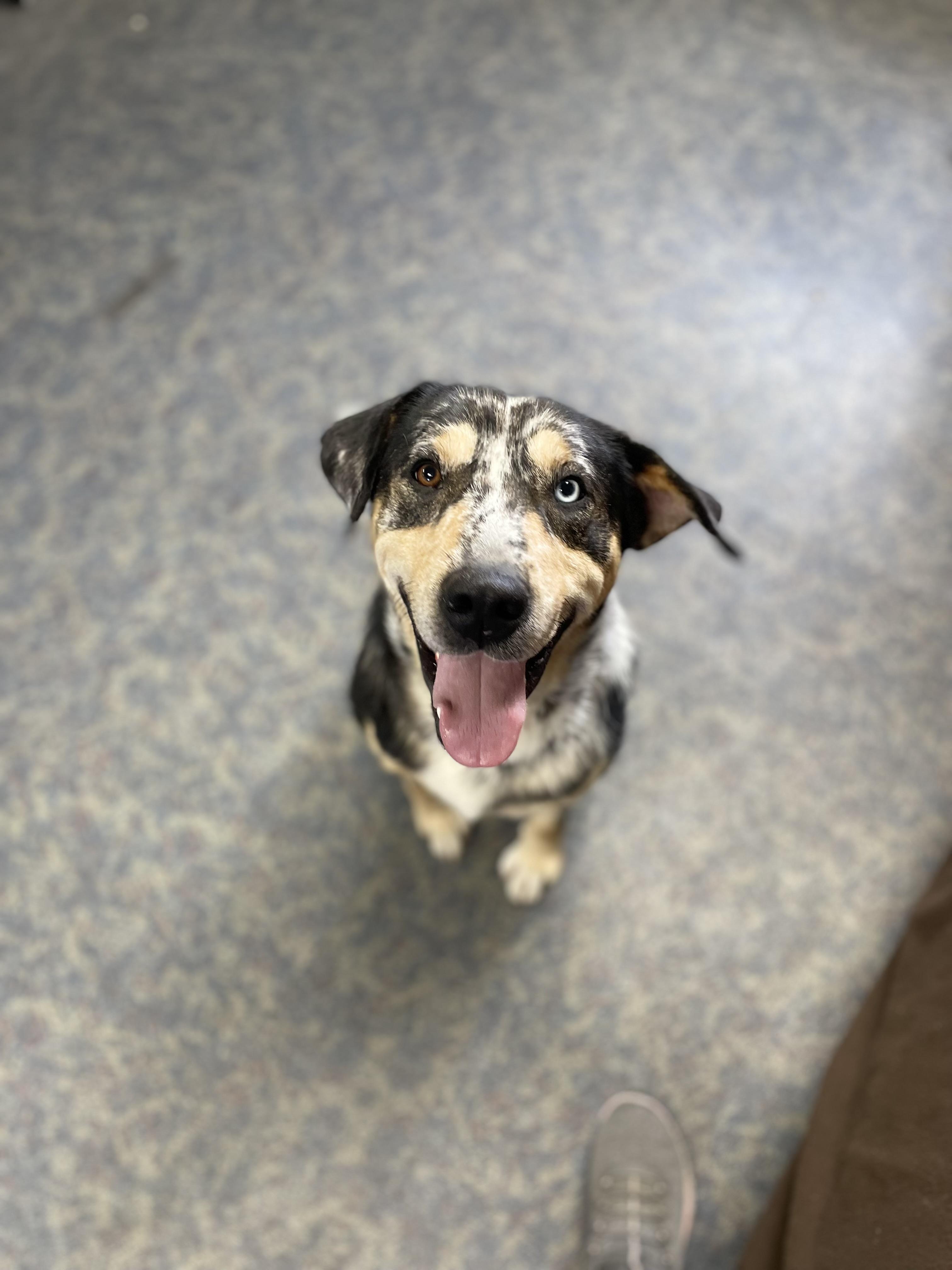 Wink, ADOPTABLE, Adult Male Catahoula Leopard Dog.