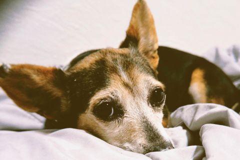 Enlarge Springer, a ADOPTABLE mixed breed in Chicago, IL image 2/4