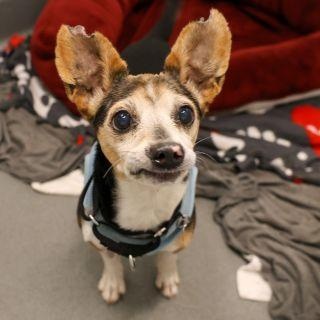 Enlarge Springer, a ADOPTABLE mixed breed in Chicago, IL image 1/4