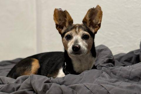 Enlarge Springer, a ADOPTABLE mixed breed in Chicago, IL image 4/4